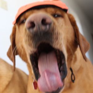 Meet your Posher, Leslie